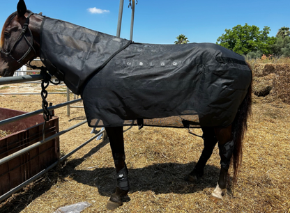 RS Premium Horses Complete MAGNET Set: Bell Boots, Socks, and Fly Sheet
